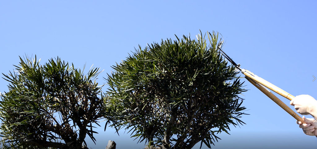 trimming trees